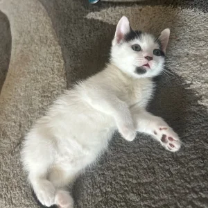 2 kittens and their 2-year-old mum cat - Image 3