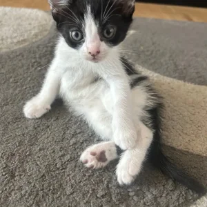 2 kittens and their 2-year-old mum cat - Image 4