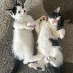 2 kittens and their 2-year-old mum cat - Image 5