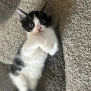 2 kittens and their 2-year-old mum cat - Image 7