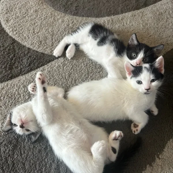 2 kittens and their 2-year-old mum cat