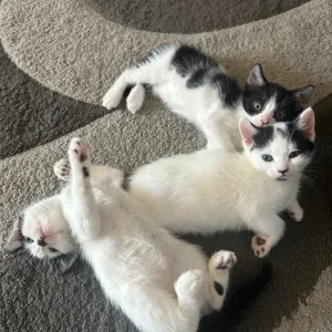 2 kittens and their 2-year-old mum cat
