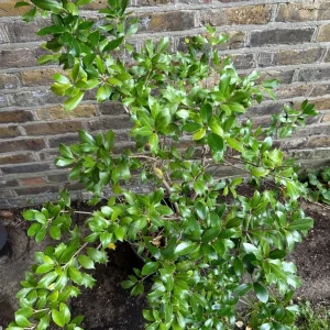 Holly Olive Osmanthus Heterophyllus Chinese Holly False Holly 4ft / 12 Litre - Image 2