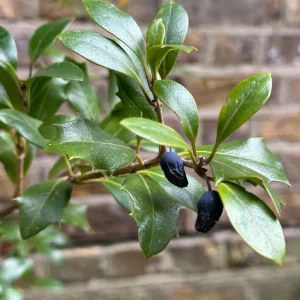 Holly Olive Osmanthus Heterophyllus Chinese Holly False Holly 4ft / 12 Litre - Image 3