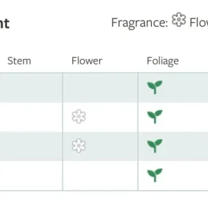 Holly Olive Osmanthus Heterophyllus Chinese Holly False Holly 4ft / 12 Litre - Image 4