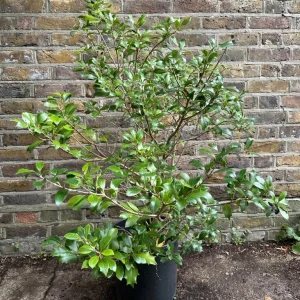Holly Olive Osmanthus Heterophyllus Chinese Holly False Holly 4ft / 12 Litre