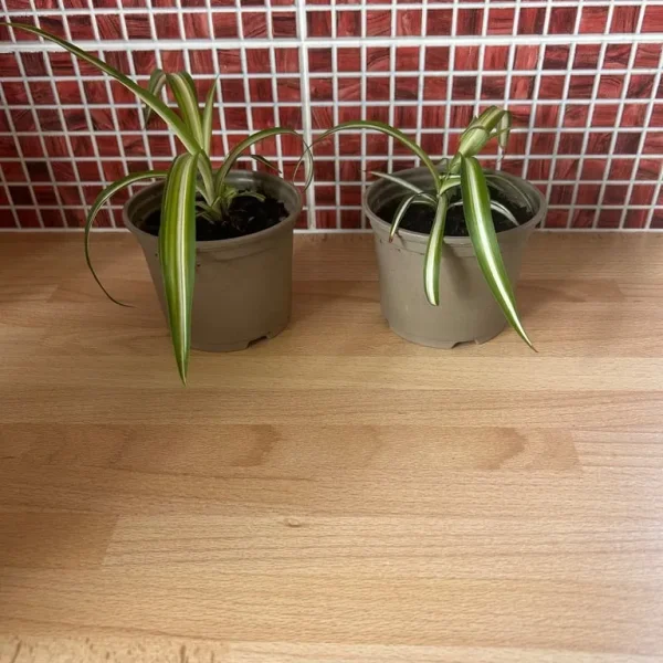 Spider plants