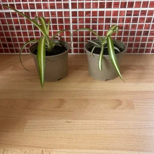 Spider plants