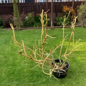 Buddleia plant - Image 2