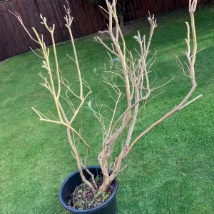 Buddleia plant - Image 3