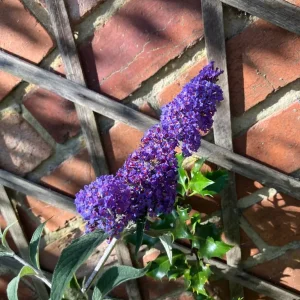 Buddleia plant