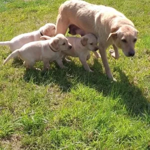 2 white male Labrador puppies - Image 2