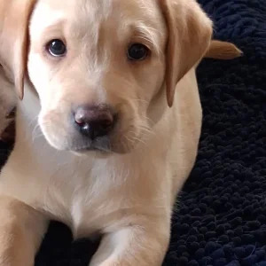 2 white male Labrador puppies - Image 3