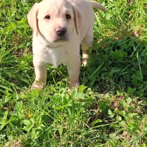 2 white male Labrador puppies - Image 4