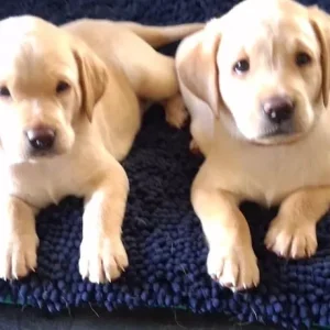 2 white male Labrador puppies - Image 5