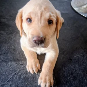 2 white male Labrador puppies - Image 6