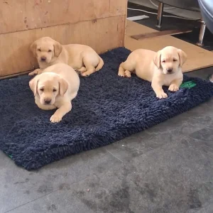 2 white male Labrador puppies - Image 7