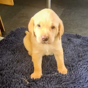 2 white male Labrador puppies - Image 8