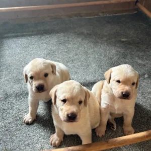 2 white male Labrador puppies