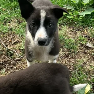 Border collie pups - Image 2
