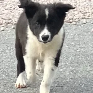 Border collie pups - Image 3