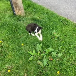 Border collie pups - Image 4