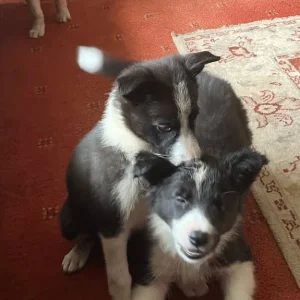 Border collie pups - Image 5