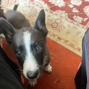 Border collie pups - Image 6