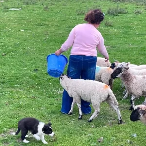 Border collie pups - Image 7