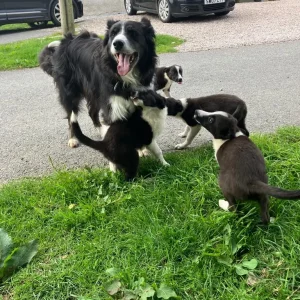 Border collie pups