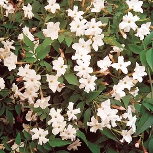 Scented Jasmine 🌿🌸 - Image 2