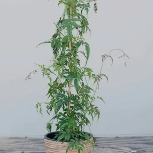 Scented Jasmine 🌿🌸