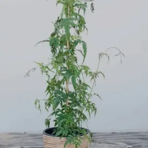 Scented Jasmine 🌿🌸