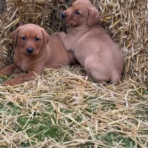 6 Fox Red Labradors – 2 Boys, 4 Girls - Image 2