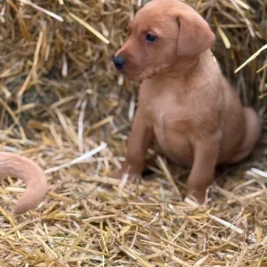 6 Fox Red Labradors – 2 Boys, 4 Girls - Image 3