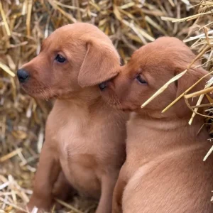 6 Fox Red Labradors – 2 Boys, 4 Girls - Image 4