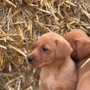 6 Fox Red Labradors – 2 Boys, 4 Girls - Image 5