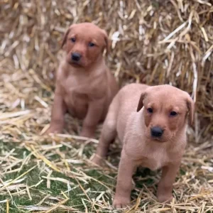 6 Fox Red Labradors – 2 Boys, 4 Girls - Image 6