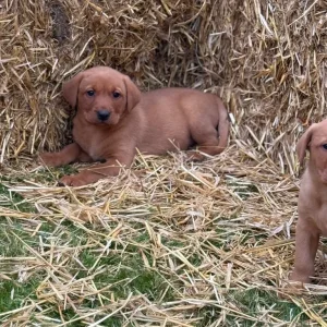 6 Fox Red Labradors – 2 Boys, 4 Girls - Image 7