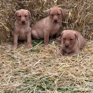 6 Fox Red Labradors – 2 Boys, 4 Girls - Image 8