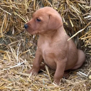 6 Fox Red Labradors – 2 Boys, 4 Girls