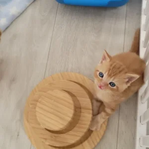 Bsh kittens - Image 3