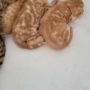 Bsh kittens