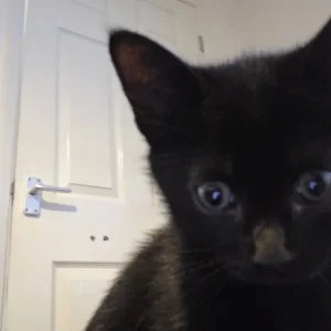 British Short Hair x Siamese - Image 5