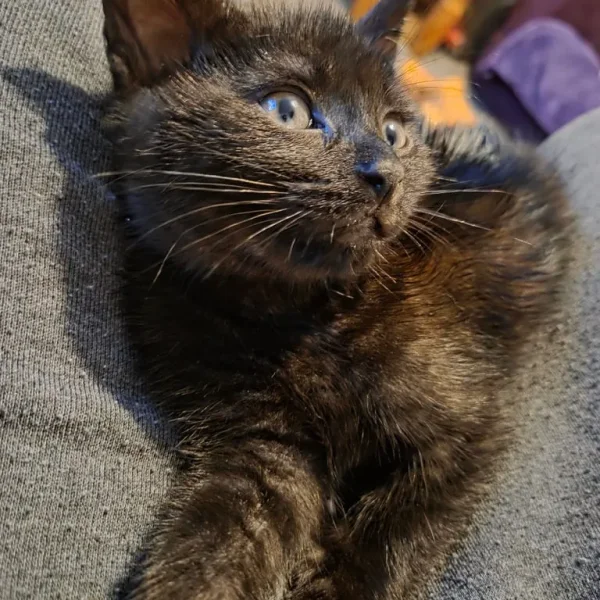 British Short Hair x Siamese