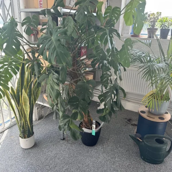 Large monster a plant