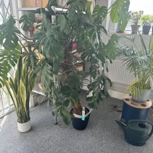 Large monster a plant