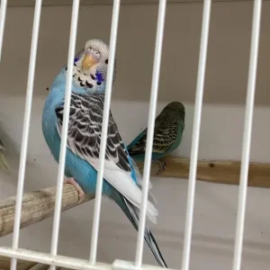 baby budgies, assorted colours, bred over 50 years - Image 2