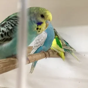 baby budgies, assorted colours, bred over 50 years - Image 3