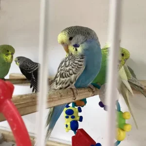 baby budgies, assorted colours, bred over 50 years - Image 5